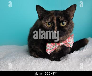 Tortoiseshell cat wearing pink flower bow tie portrait on blue background Stock Photo