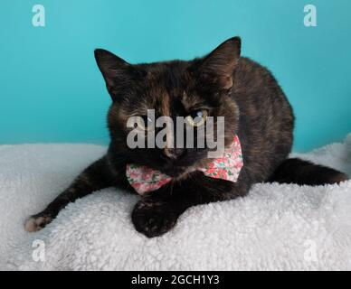 Tortoiseshell cat portrait wearing pink flower bow tie lying down on blue background Stock Photo