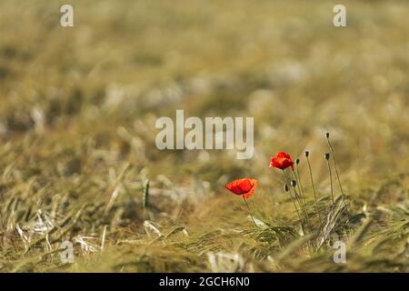 poppies in the wheat field in front of blurry background Stock Photo