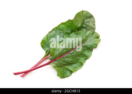 Beet leaves, beet foliage isolated on white. Top view. Stock Photo