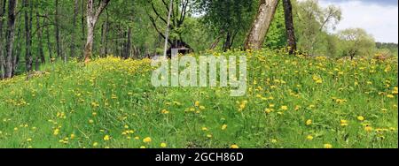 Thousands of dandelions grow on the hill  landscape Stock Photo