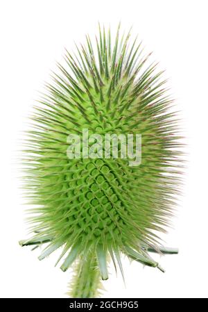 The spiny sharp fresh green bud of a thistle plant . Isolated on white studio macro shot Stock Photo