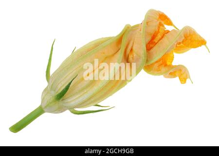 Small orange flower of vegetable zucchini marrow. Isolated on white studio macro shot Stock Photo