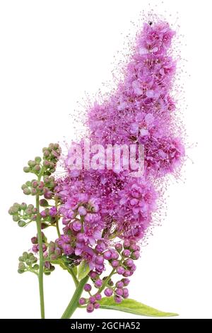 A small pink flowers bloom on a branch of a decorative Spirea bush. Isolated on white  macro Stock Photo
