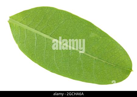 Back side of green oval leaf.  Isolated on white macro Stock Photo