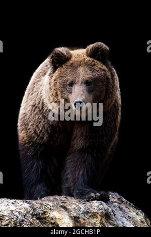 Close up brown Bear portrait on black background Stock Photo