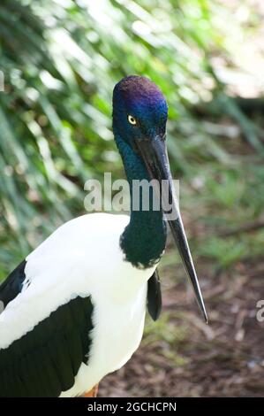 The Jabiru or Black Necked Stork (Ephippiorhynchus Asiaticus) has a horrible name for an elegant tropical bird, with a golden eye. Stock Photo