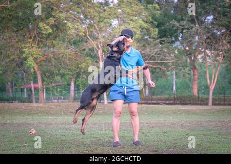 Dog rottweiler jump mid air, going after its chew dog held by man owner. Outdoor park setting. Stock Photo