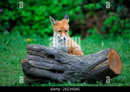 Urban fox cubs exploring the garden Stock Photo