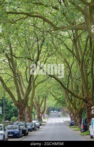 Peaceful avenue with huge old trees on both sides, Germany Stock Photo