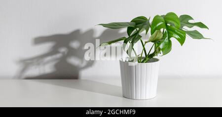 Mini monstera or split leaf plant on white shelf with strong scary monster shadow on white wall. Trendy exotic house plants as modern home interior de Stock Photo