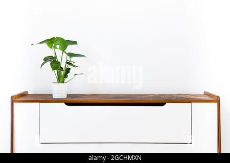 Monstera deliciosa or swiss cheese plant in a white ceramic pot on a retro sideboard against white wall. Trendy exotic house plants as modern home int Stock Photo