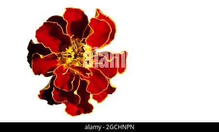 Single flower of marigold, close-up. Tagetes patula, the French marigold, is a species of flowering plant in the daisy family, native to Mexico and Gu Stock Photo