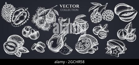 Composition design of chalk papaya, guava, passion fruit, starfruit, durian, rambutan, pitaya, jackfruit, sugar-apple, soursop, mangosteen Stock Vector