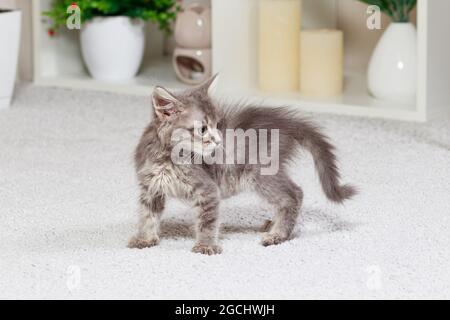 The frightened little gray kitten bristled, hair on end. Fright of a cat animal, protection is in danger. Stock Photo
