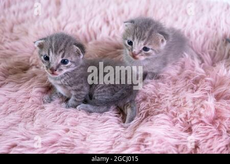 Two different British little kitten sitting on a pink blanket, a cat family. domestic pets concept Stock Photo