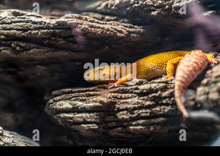 The common leopard gecko , Eublepharis macularius, is a ground-dwelling lizard native to the rocky dry grassland and desert regions of Afghanistan, Ir Stock Photo