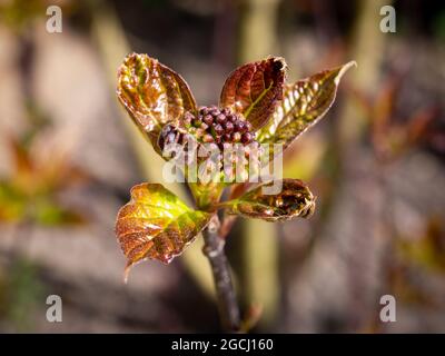 Dogwood, Cornus alba sibirica, twig with new sprout, fresh leaves and first buds early spring, Netherlands Stock Photo