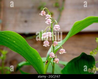 Lily of the valley, Convallaria majalis rosea, close up of pink, bell-shaped flowers in garden in springtime, Netherlands Stock Photo