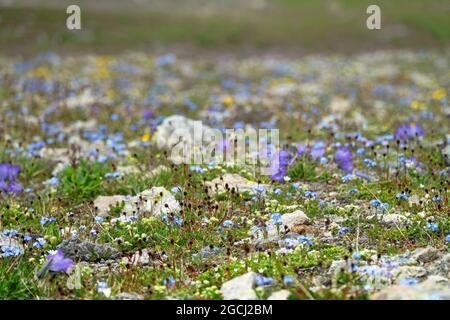 Centaury and Eritrнchium dominate in meadow communities. The upper limit of the Alpine meadow, gravelly semi-desert, southern slope. Elbrus region, Ca Stock Photo