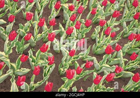 Gardening tips. Growing flowers. Growing bulb plants. Enjoying nature. Soil for growing flowers. Growing perfect scarlet red tulips. Beautiful tulip Stock Photo