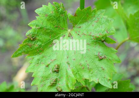 A close-up of grapevine Anthracnose disease with red spots on the leaves. The signs and symptoms of Anthracnose of grapes. Anthracnose Fungus. Stock Photo