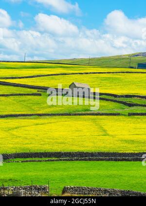 Swaledale in North Yorkshire.  Portrait of the wildflower and buttercup meadows near Muker and Gunnerside in the Yorkshire Dales, UK.  Summer time. Stock Photo