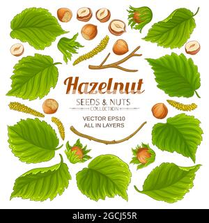 hazelnut elements set on white background Stock Vector