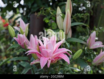 Pink Water Lily Dahlia in garden with raindrops, a garden flower that resembles a Water Lily in size and shape. In a garden setting with raindrops on Stock Photo
