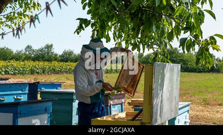 Beekeeper is working with bees and beehives on the apiary. Bees angrily cover themselves around. Apiarist in protective clothing works on a home apiar Stock Photo