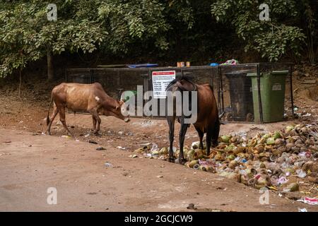 Sacred cow in india feeding on garbage, India,GOA Stock Photo