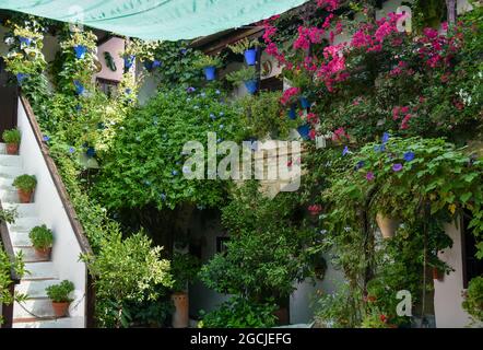 córdoba andalucia españa los patios verde con su macetas 2021 Stock Photo