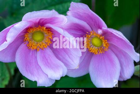 Two Japanese anemone flowers in full flower showing there beautiful petals and flower centre Stock Photo