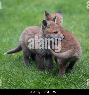 Two fox cubs playing in their new surroundings Stock Photo