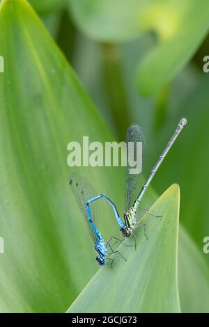 Male and female common blue damselfies mating in early summer Stock Photo