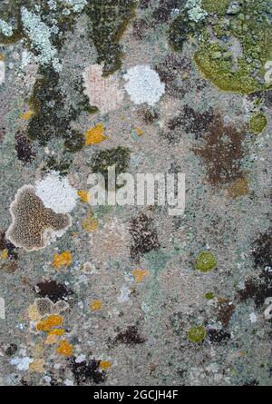 Blotchy patchy lichen and moss patterns growing on an old textured stone Stock Photo