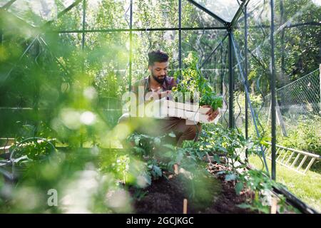 Happy young man working outdoors in backyard, gardening and greenhouse concept. Stock Photo