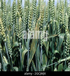 Yellow rust or stripe rust (Puccinia striiformis var. strriformis) fungal disease infection with lines of pustules on flag leaves of wheat crop in ear Stock Photo