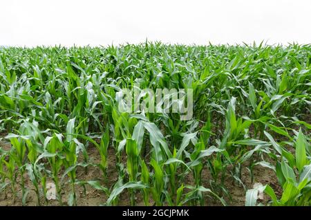 Corn stalks, young green maize plants (Zea mays) growing in an agricultural field in the rural countryside in Germany, Europe Stock Photo