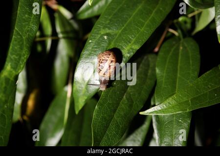 A big happy snail pictured on a shrub bush in a garden in Chichester, West Sussex, UK. Stock Photo