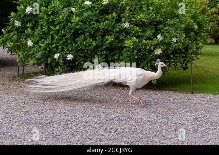 white peafowl, Isola Bella, Stresa, Lake Maggiore, Piedmont, Italy Stock Photo