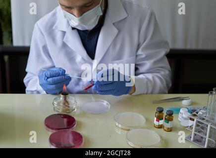 scientist pick-up single colony of bacteria from agar plate disposable loop Stock Photo