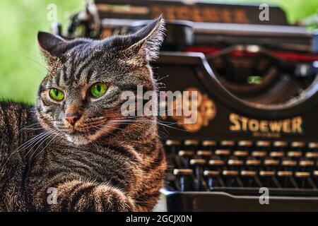 Berlin, Germany - August 5, 2021: Close up of the face of a brown tabby domestic cat with green eyes. In the background you see a blurred historic typ Stock Photo