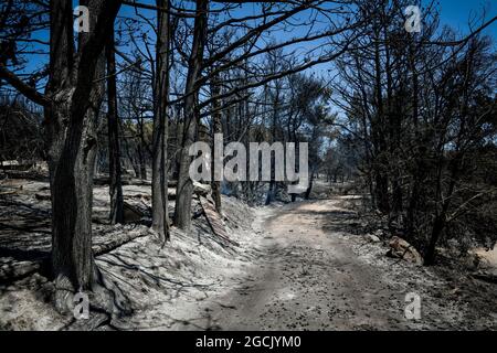 burnt trees after a fire in the coniferous forest Stock Photo
