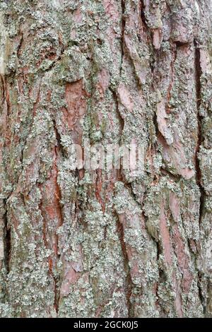 botany, Scots pine trunnion, Pinus sylvestris, NO-EXCLUSIVE-USE FOR FOLDING-CARD-GREETING-CARD-POSTCARD-USE Stock Photo