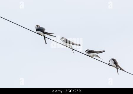House Martins (UK) on an overhead cable. Stock Photo