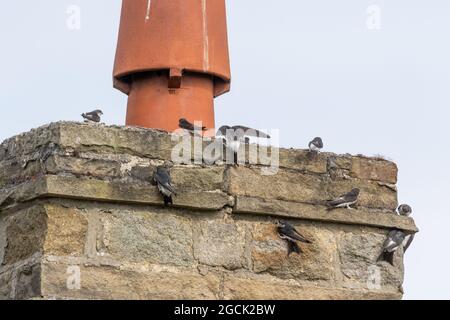 House martins (Delichon urbicum) on a chimney ledge. Stock Photo