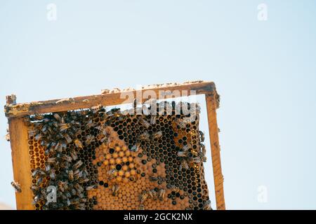 From below of bees crawling on honeycomb with wax cells in apiary against clear blue sky in summer Stock Photo