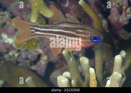 Colorful Small Fish Bluebanded Whiptail Science Stock Photo 1577286808