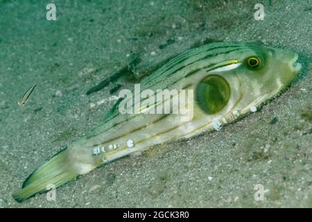 Closeup of tropical marine Arothron manilensis or Narrow lined puffer with striped body swimming near sandy ocean bottom Stock Photo